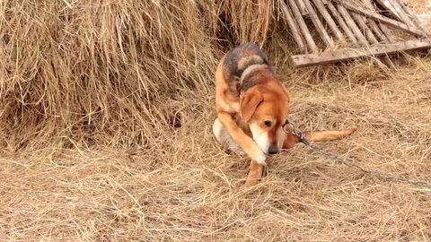 Hay and dog Stock Footage 74345332