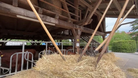 Hay and Feeding Area in a Cattle Farm Shelter Video stock 344440847