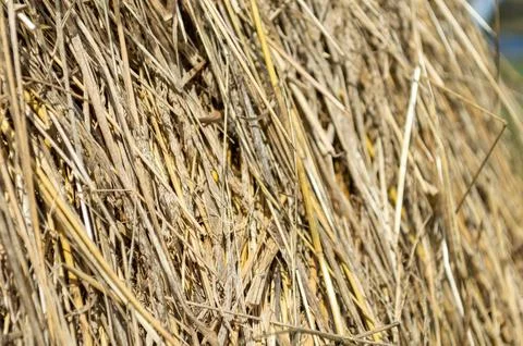 Hay and straw at close range Stock Photos