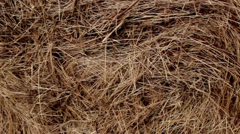 Hay. Background Stock Footage 54349689