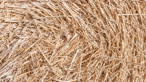 Hay on background - rotating and looping video. Harvesting in agriculture. Stock Footage 169400235