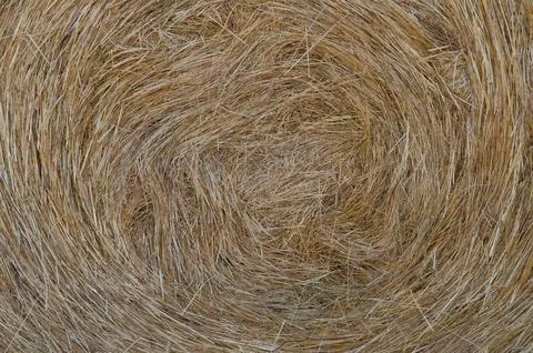 Hay Background, Straw Pattern, Thatch Texture Stock Photos