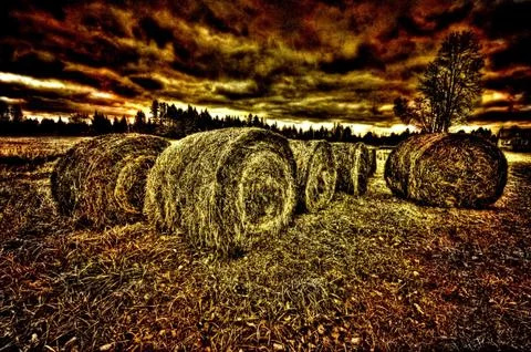 Hay bails in a field 스톡 사진
