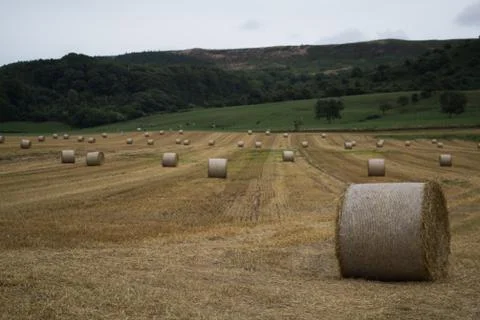 Hay Bails Stock Photos