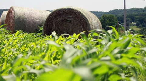 Hay bale and Corn Stock Footage 25237727