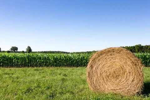 Hay Bale in Corn Field Stock Photos