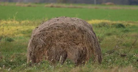Hay bale in the field, close, 4K slomo Stock Footage 166041468