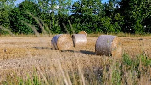 Hay Bale at Golden Hour Sunset in Countryside Field in France Stock Footage 313711069