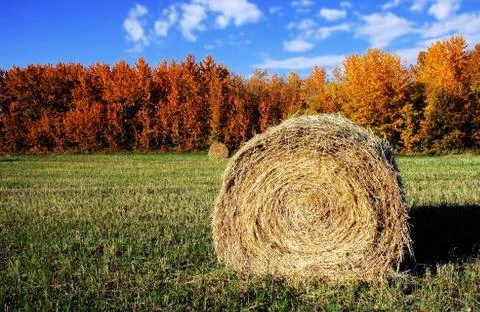 Hay bale Stock Photos