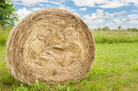 Hay bale. Stock Photos
