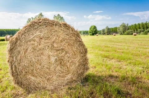 Hay bale Foto stock