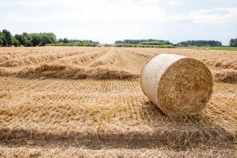 An hay bale Stock Photos