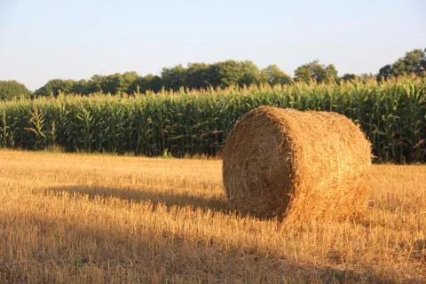 Hay Bale Stock Photos
