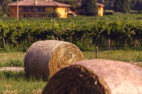 A hay bale Fotos Stock