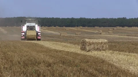 Hay baler producing rectangular straw bales from rye straw Video stock 59125329