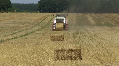 Hay baler producing rectangular straw bales from rye straw Video stock 59129981