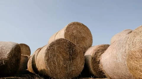 Hay bales are stack large stacks. Harvesting in agriculture. Hay bales straw Vídeos de archivo 160940916