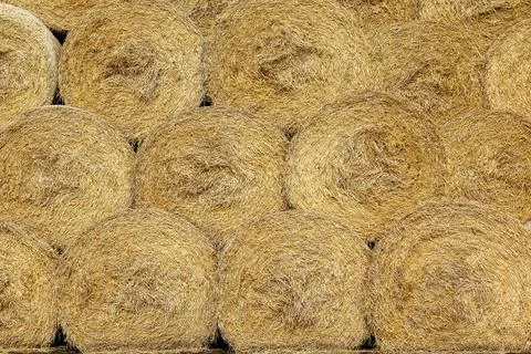 Hay bales are stacked in large stacks. Harvesting in agriculture. Yellow dry Stock Photos