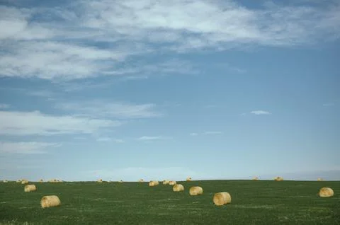 Hay bales arranged in linear patterns on green field near Calgary Stock Photos