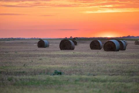 Hay bales in the evening light of the setting sun's rays Stock Photos