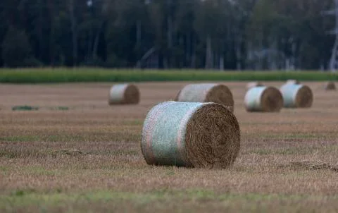 Hay bales in the evening light of the setting sun's rays Stock Photos