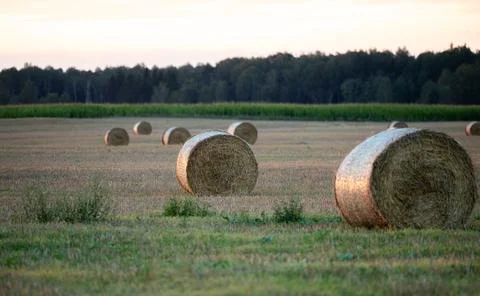 Hay bales in the evening light of the setting sun's rays Stock Photos