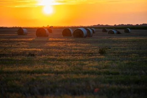 Hay bales in the evening light of the setting sun's rays Foto stock