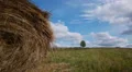 Hay bales field against lone tree HD Footage