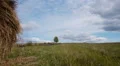 Hay bales field against lone tree HD Footage