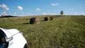 Hay bales field against lone tree HD Footage