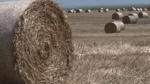 Hay bales in the field Vidéo 45703649