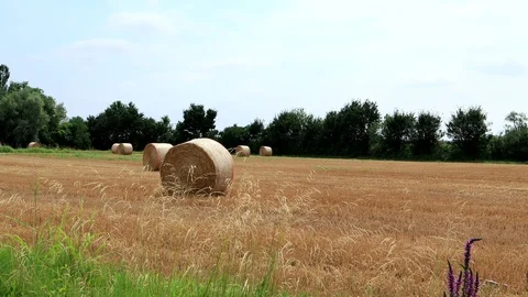 Hay bales on the field Stock Footage 113518502