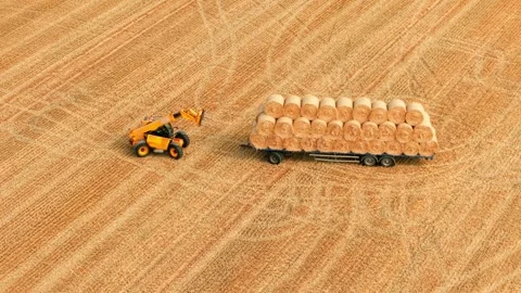 Hay bales loading with telescopic handler on stubble field. Round bale transport Stock Footage 340553685
