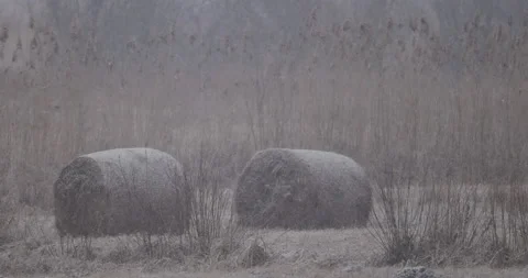 Hay bales in the meadow, snowfall, 4K slomo Stock Footage 168376096
