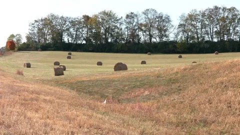 Hay Bales in Open Field Stock Footage 252101045