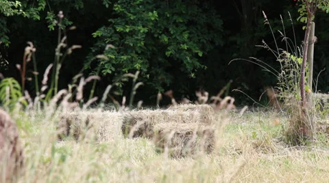 Hay bales with out of focus grass in front Stock Footage 39734931
