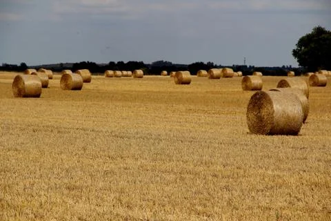 Hay Bales Stock Photos