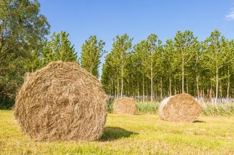Hay bales Foto stock