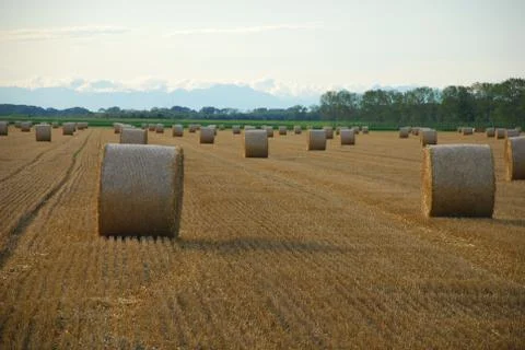 Hay Bales Stock Photos