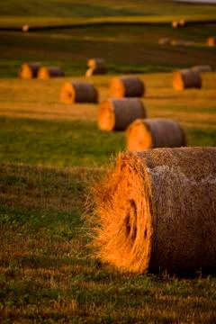 Hay bales Stock Photos