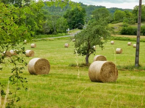 Hay Bales Stock Photos