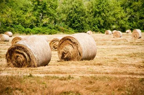 Hay bales Stock Photos