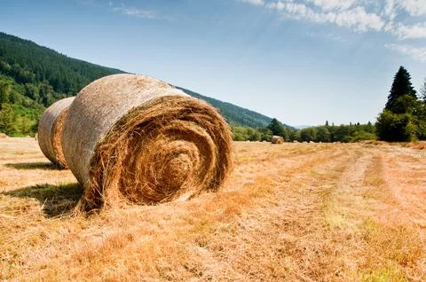 Hay bales Stockfoto's