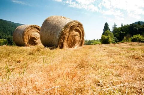 Hay bales Stockfoto's