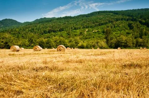 Hay bales Foto stock