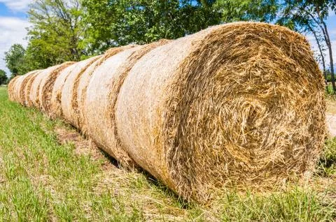 Hay bales in row. Stock Photos