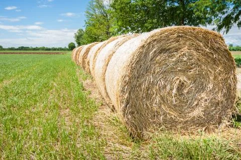 Hay bales in row. Stock Photos