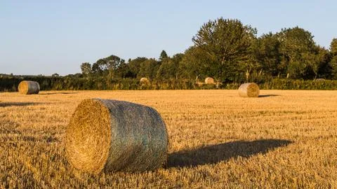 Hay bales in a small field Stock Photos