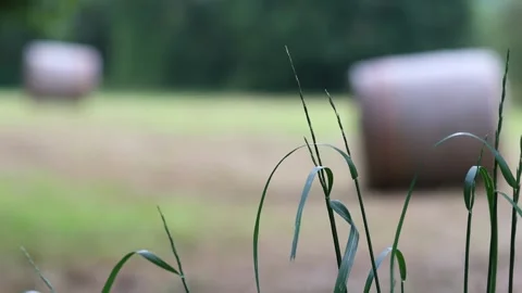 Hay balls blur background 4k 25fps video Stock Footage 281327073