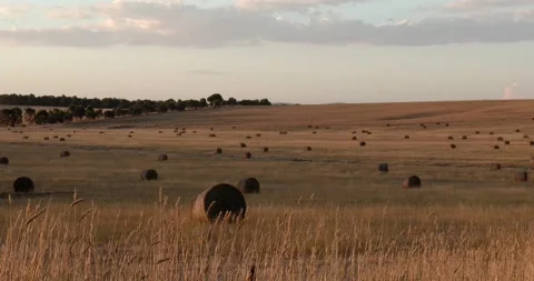 Hay balls on a field with Trees - Pan Clip2762 Video stock 205590973